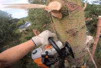 Seaford Tree Removal Experts image 3